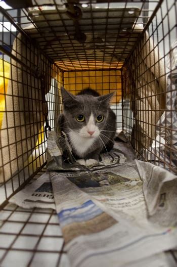 We caught the cat, but we let her go as we did not have an appointment with a vet for several days. Cat Trap Fever: Austin Humane Society needs help taming ...