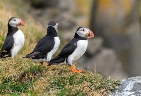 Puffins Watching In Iceland The Cutest Bird Ever Seen In Iceland