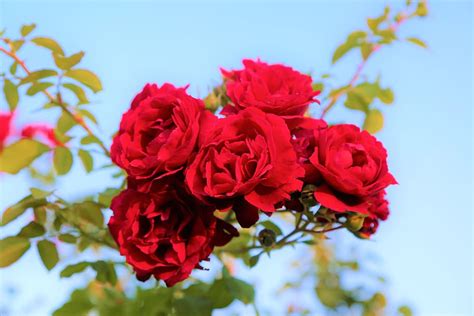 Roses Red Nature Plant Love Beautiful Romantic Love Beautiful
