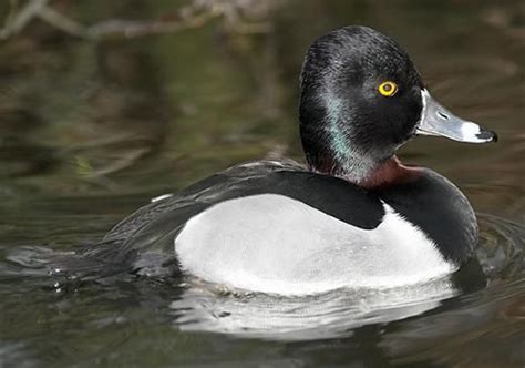 54 Best Images About Ring Necked Duck On Pinterest Other British