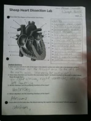 Lab: Sheep Heart Dissection - Stanek's Human Body