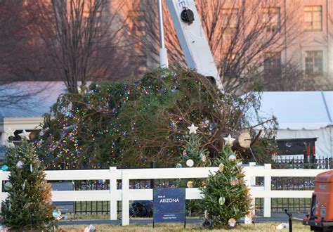 Gusty Winds Topple National Christmas Tree Near The White House Wtop News