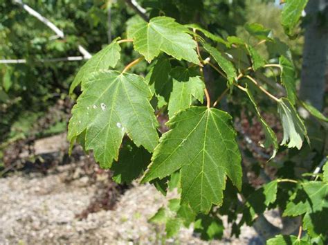 Acer Rubrum ‘sun Valley Kiefer Nursery Trees Shrubs Perennials