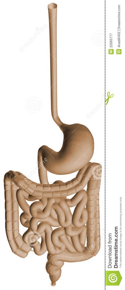 Digestive System stock illustration. Illustration of sphincter - 22065777