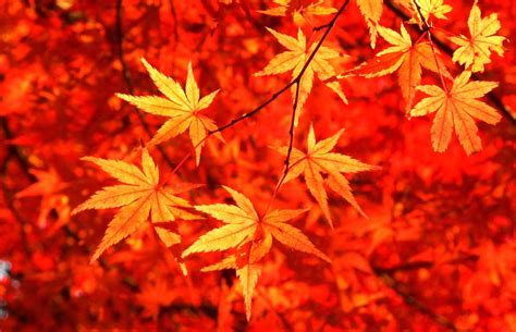 Japanese Maple — Encyclopedia Of Japan