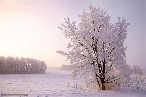 下载壁纸 冬天 雪 树 景观 免费为您的桌面分辨率的壁纸 2048x1358 — 图片 №651988
