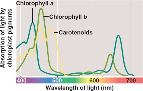 Chlorophyllhtml 1009photosynthwavelength