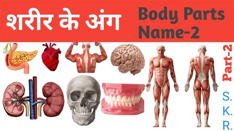 Human Body Part Namebody Partशरीर कें अंगों के नामbody Part Name