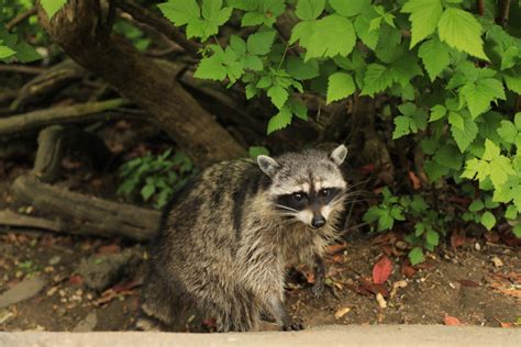Do Raccoons Build Burrows Or Dig Holes Wildlife Troopers