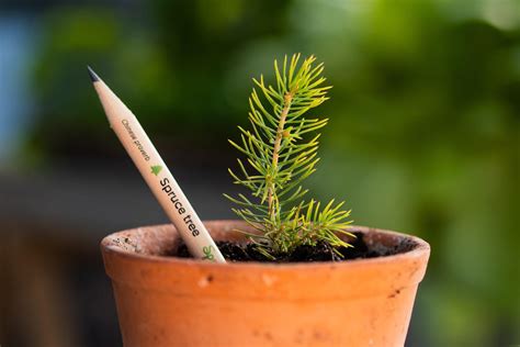 Edible flowers provide vitamins, minerals, and polyphenols which act as antioxidants! Sprout's Sustainable Pencils: Plant & Grow Flowers & More ...