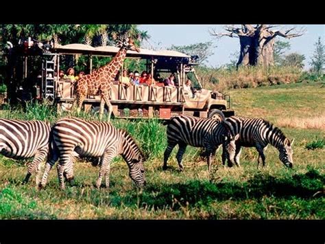 The safari wonderland enables the interaction between people and the animal world. 【WDW】キリマンジャロ・サファリの動画 | アニマルキングダム（フロリダ）