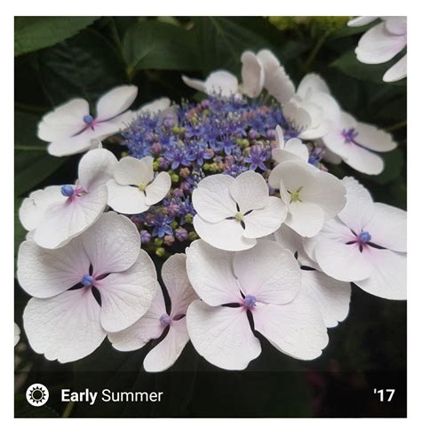 Hydrangea Macrophylla Teller White Syn Libelle Lacecap Hydrangea