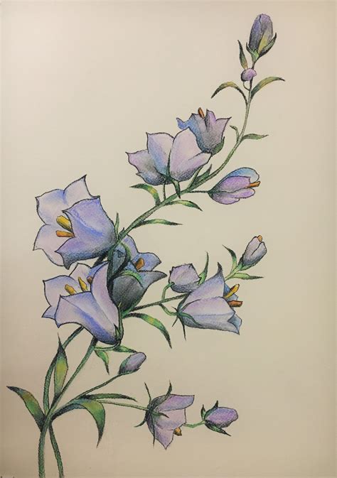 Blue Bell Flower Drawing Best Flower Site