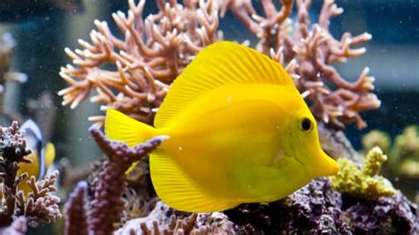 300 Funny And Clever Fish Names Pethelpful