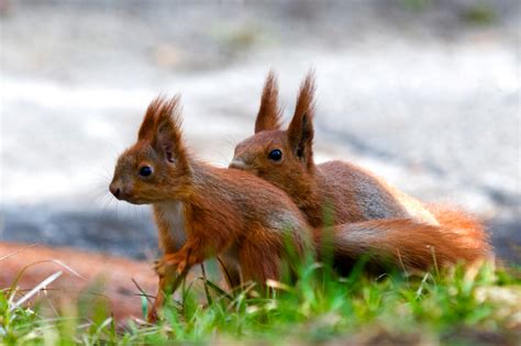 See full list on wikihow.com What Do Baby Squirrels Eat? | Pet Comments