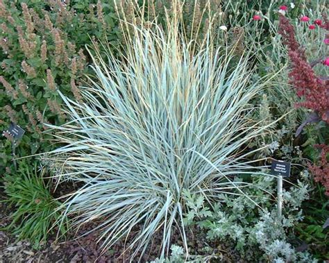 Put down some dlf gulf annual ryegrass seed. Plants & Flowers » Leymus arenarius