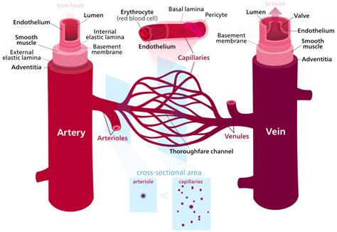 Blood may flow out of the body, as external bleeding, or it may flow into the spaces around organs or directly into organs. Blood vessel - Wikipedia