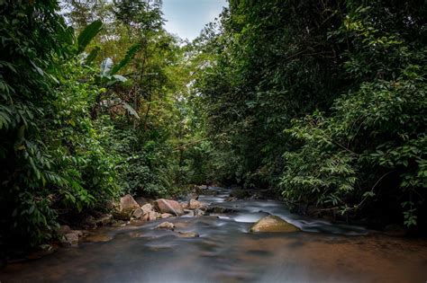 One Of The Joys Of The Costa Rican Rainforest Is The Amount Of