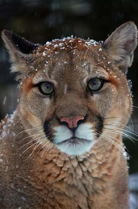 523 Best Images About Mountain Lions On Pinterest Cats