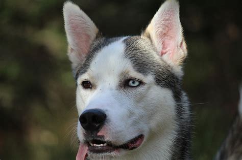 This Alaskan Husky Has Saved Many Lives The Doggy