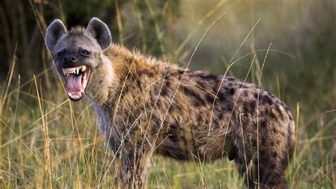 Animal Guide Spotted Hyena Nature Pbs