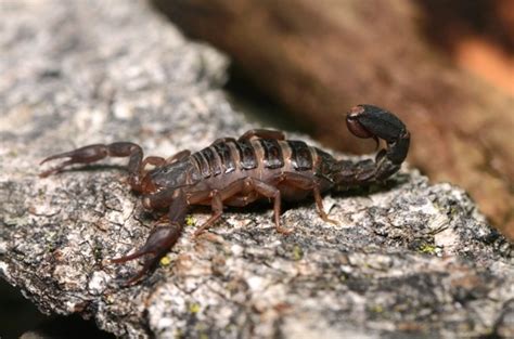 25 Cool Scorpion Facts Most People May Not Be Aware Of