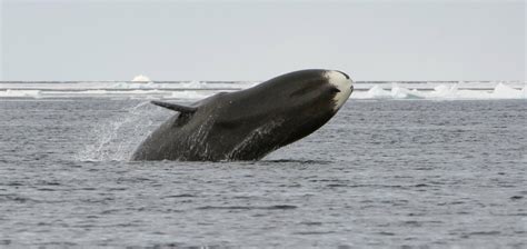 Wildlife Fact Sheets Bowhead Whale Ocean Conservancy