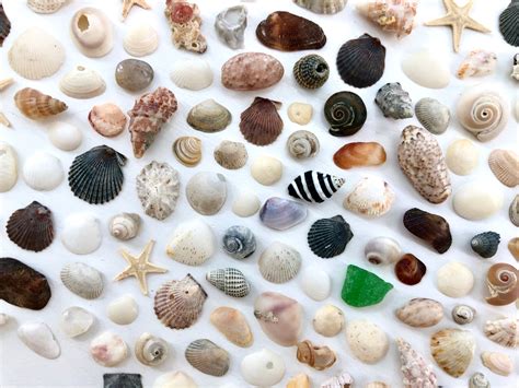 Crafting Shells Assortment Of Mini Seashells Seashell Etsy