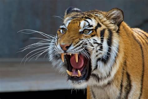Panthera Tigris Altaica Big Cats Photography Tiger Photography