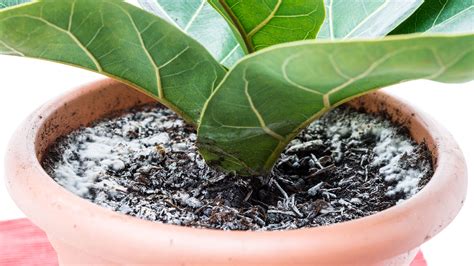 Mold On Houseplant Soil Expert Tips On How To Get Rid Of It Gardeningetc