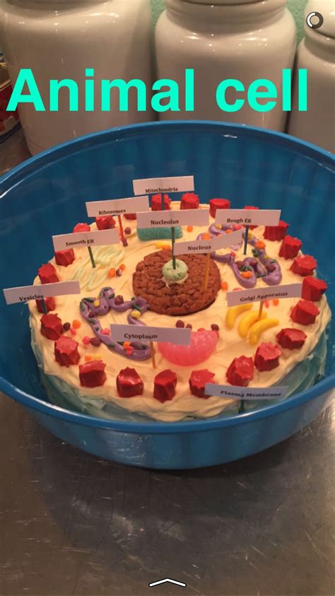 Edible Animal Cell Project Made By My High School Student Célula