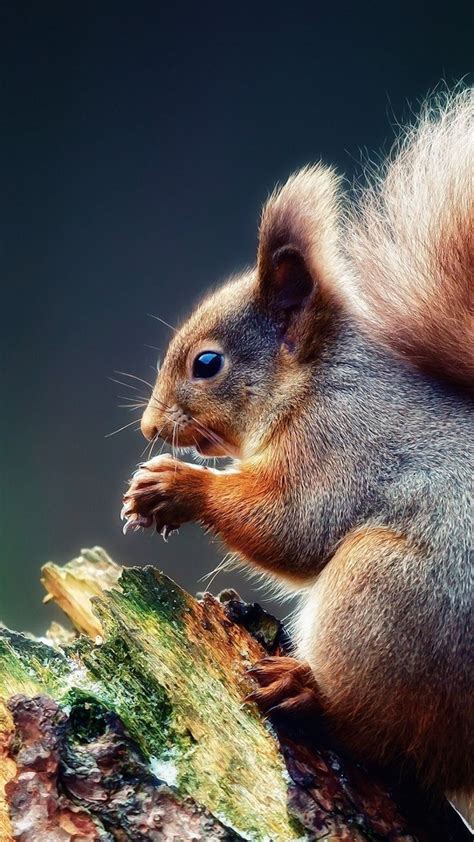 211 Best Images About Squirrelz On Pinterest Nut Cracker