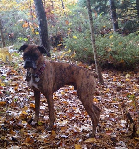Benign liver lesions usually don't cause any symptoms. Ottawa Valley Dog Whisperer : Fatty Tumors (Lipomas) in ...