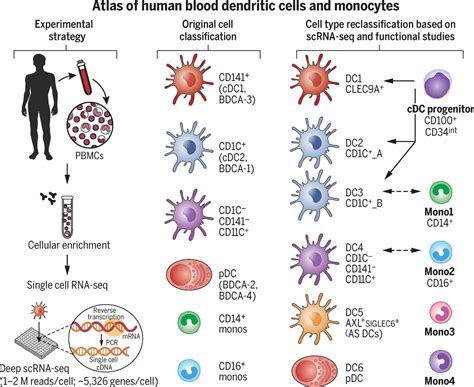 Single Cell Rna Seq Reveals New Types Of Human Blood Dendritic Cells