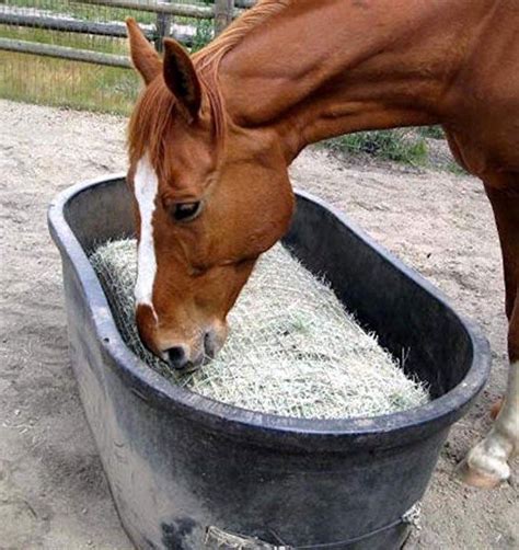 Slow Feeder Grain Bucket For Horses Slowsh