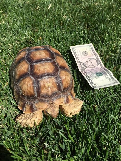 18 best Reptiles (snakes, lizards, turtles, tortoises ...