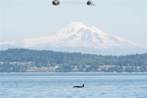 Mt Baker And An Orca Seattle Orca Whale Watching