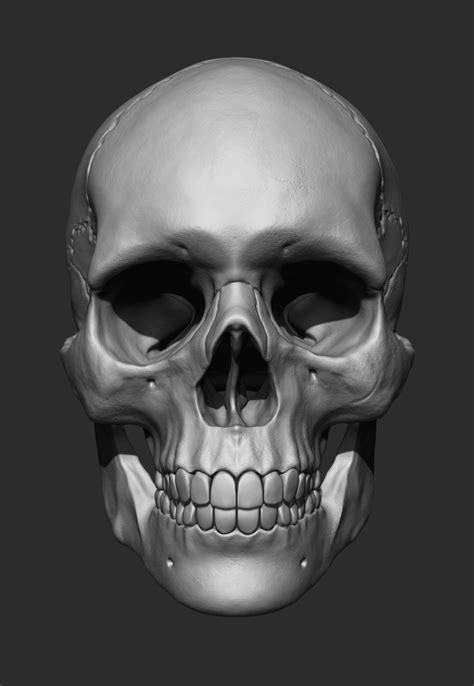 3d Male Skull On Behance