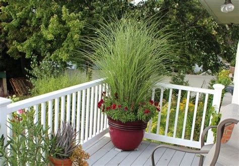 Ornamental Grass In Potmini Potted Plants Outdoor Outdoor Pots