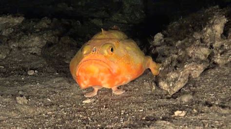 Scientists Capture An Amazing Video Of A Deep Sea Fish