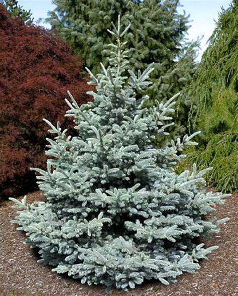 Picea Pungens Bonny Blue Colorado Blue Spruce Kigi Nursery