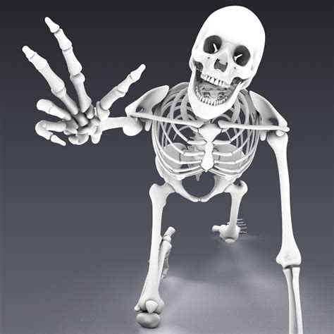 Human Skeleton Rigged 3d Model