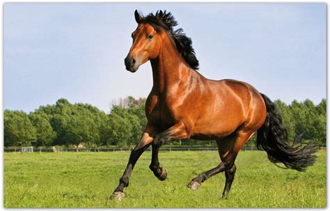 Je zou ook geïnteresseerd kunnen zijn in kleurplaten uit paarden categorie. Horseswebinar: 'Gezond gras voor uw paard' - Bit Magazine