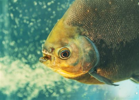 15 Popular Fish With Big Lips Fishlab