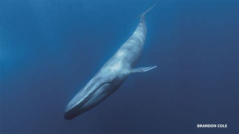 Full Body Photo Blue Whale Whale Sea Creatures