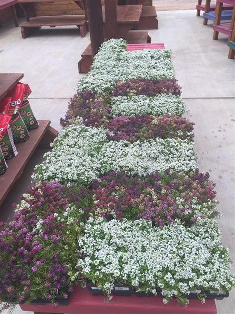 7215 ashcroft dr, houston, tx 77081. Spring Color has Arrived!!! - Shades of Texas Nursery ...