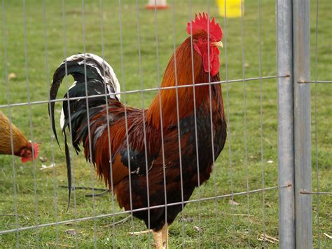 Big Cock Cockrell At West Lodge Farm Keith Park Flickr