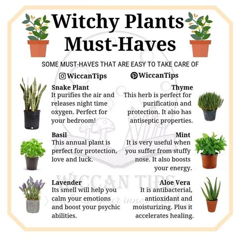 Pin By Laura Drummond On 1 Spirituality Witch Herbs Witchy Garden