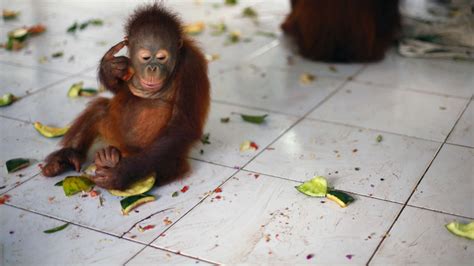 Watch Orangutan Jungle School Season 2 Episode 2 Orangutan Jungle