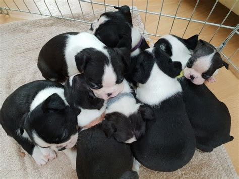 Descended from mixes of white english terriers an english bulldogs, in the early 1800's. Boston Terrier Puppies For Sale | Chicago, IL #295346